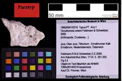 Foto (Objekt + Etiketten) von Tenuihomola ortwini (Feldmann & Schweitzer, 2009) (NHMW-GEO-1990-0041-0316)